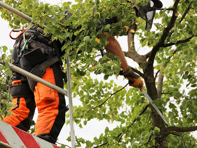 tree pruning in a bucket