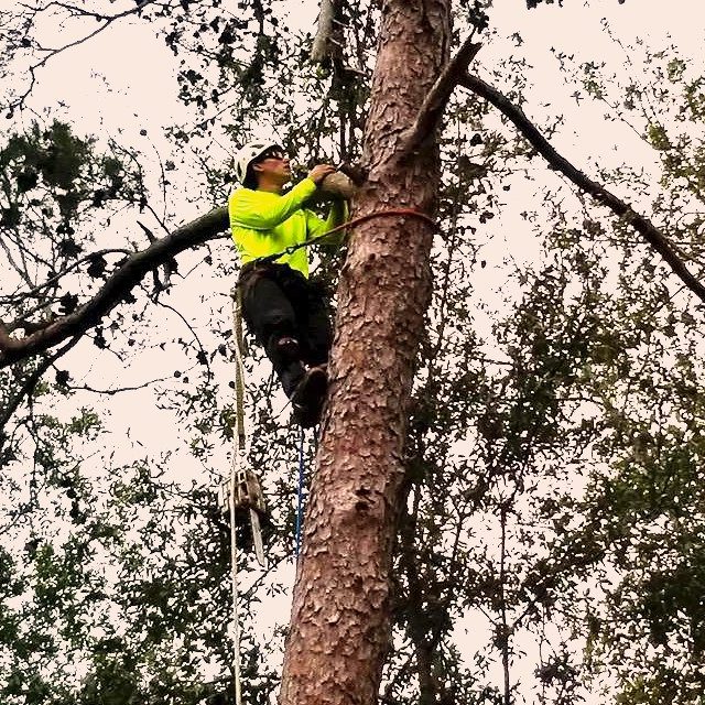 Arborist Climbing A Tree